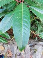 Image of Daphniphyllum himalayense var. chartaceum (K. Rosenthal) T. C. Huang