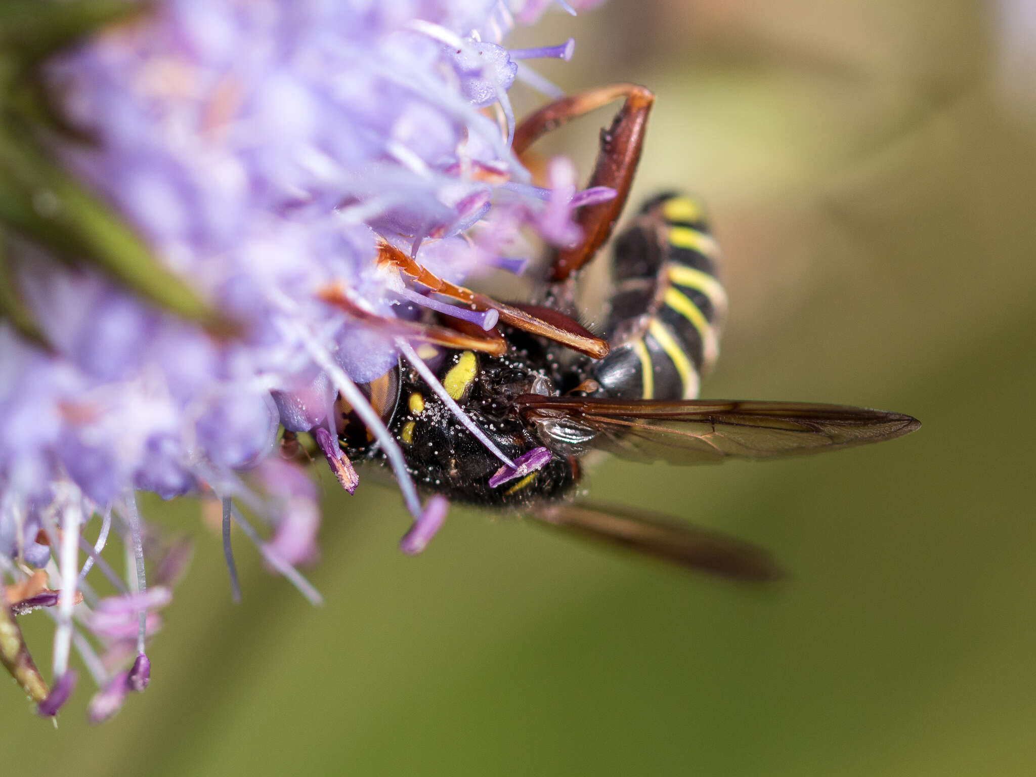 Image of Spilomyia diophthalma (Linnaeus 1758)