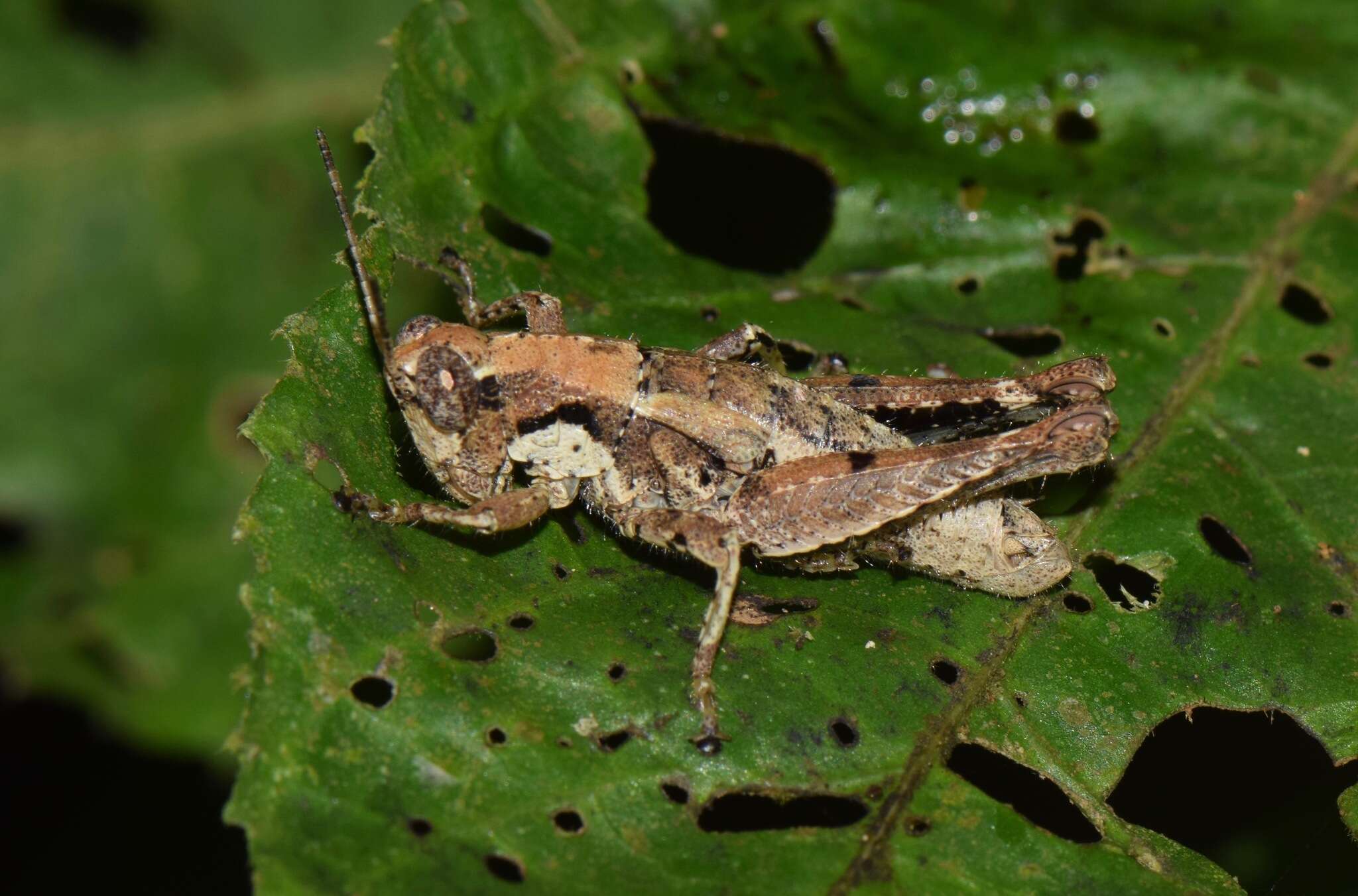 صورة Robustusacris balzapambae (Rehn & J. A. G. 1913)