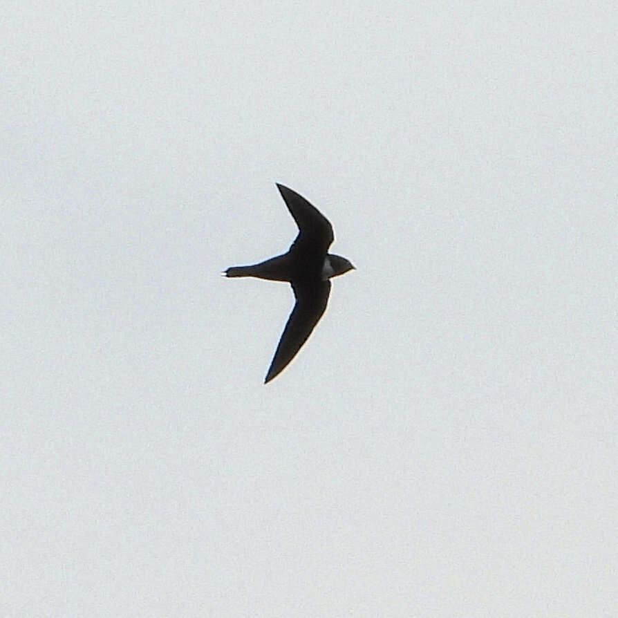 Image of Biscutate Swift