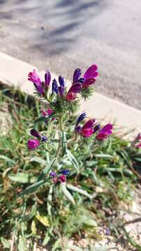 Image of Echium sabulicola subsp. decipiens (Pomel) Klotz