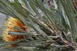 Image of Banksia formosa (R. Br.) A. R. Mast & K. R. Thiele