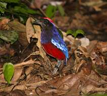 Image of Garnet Pitta