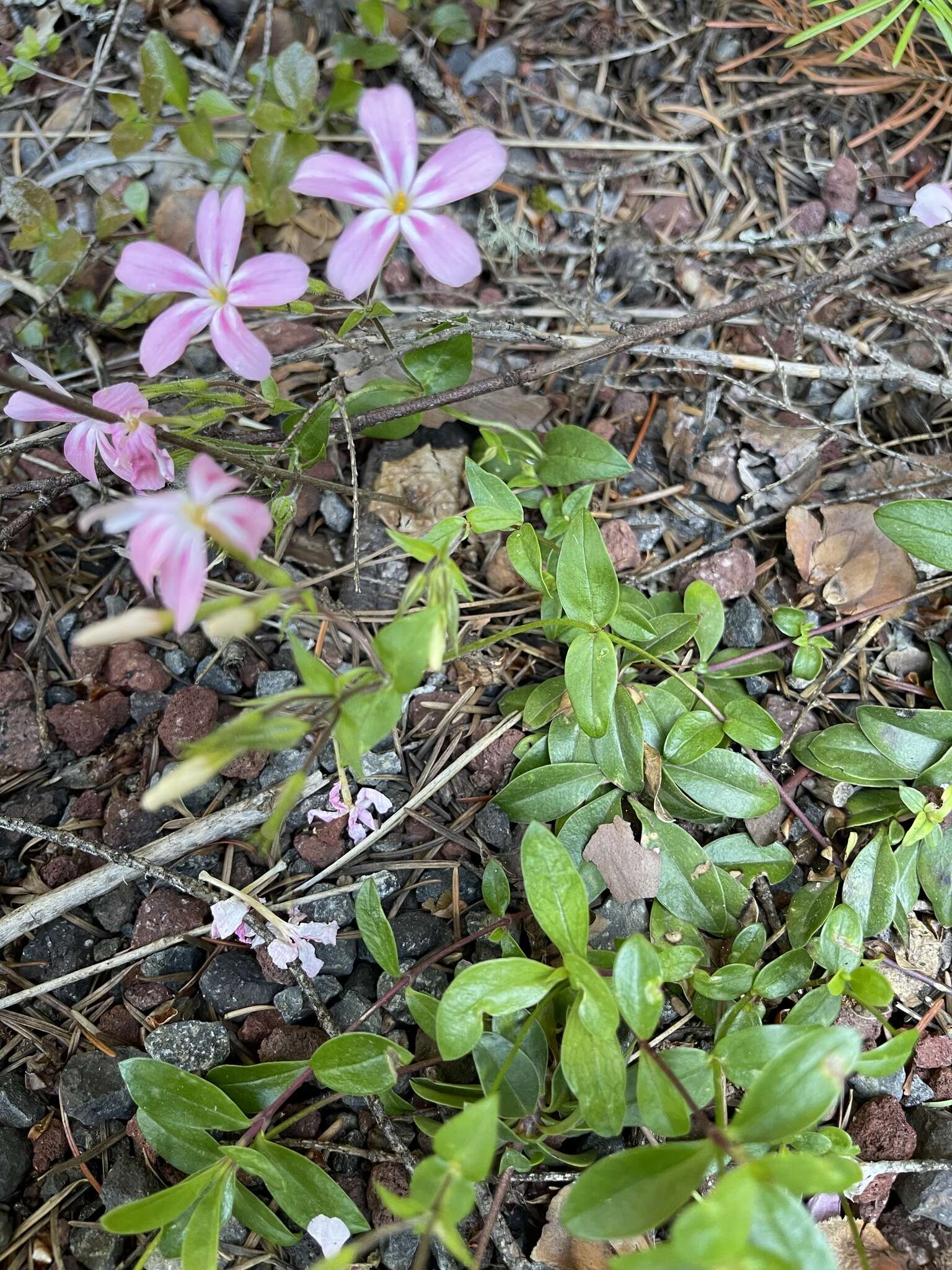 Image of northern phlox