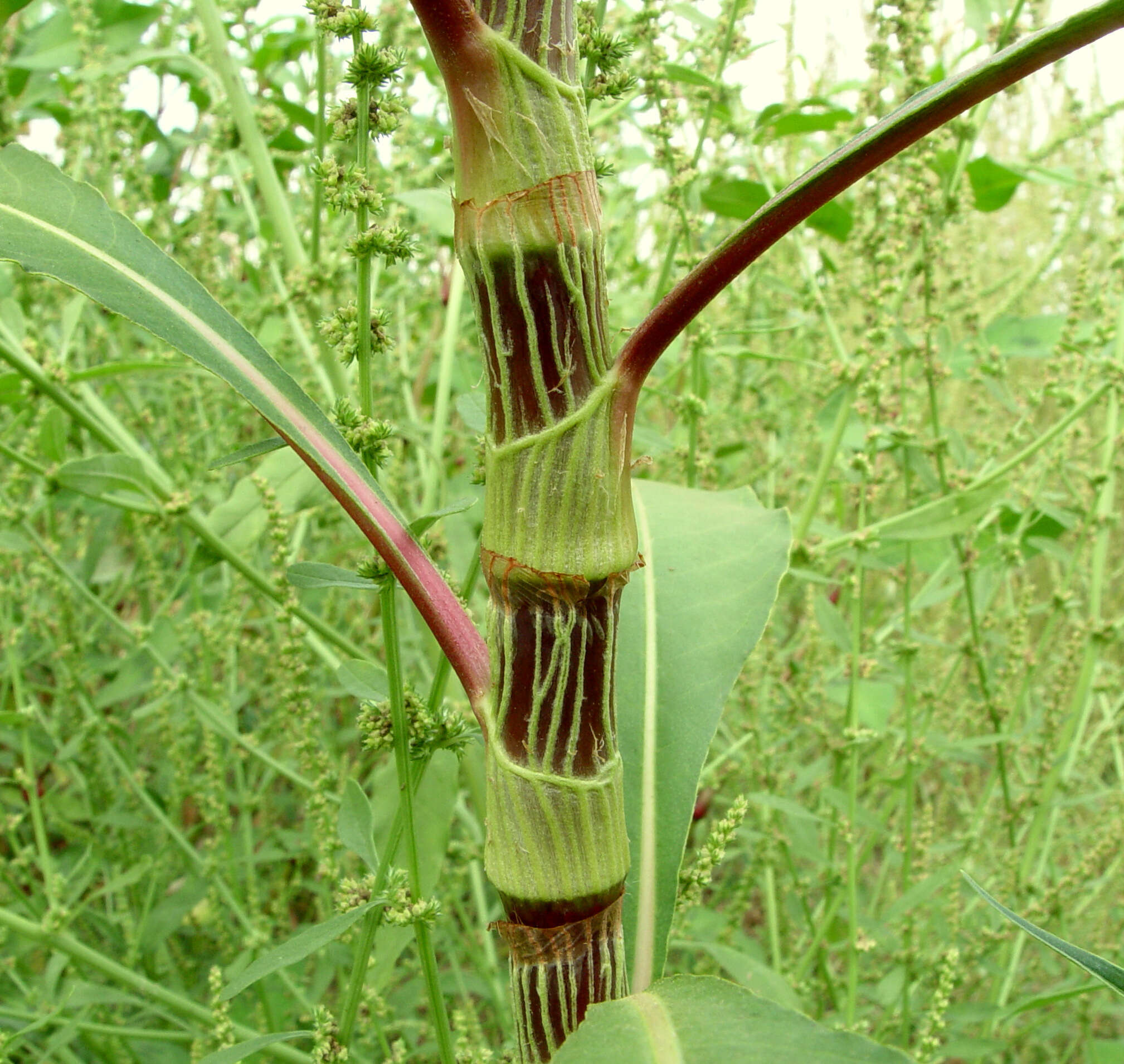Image of Persicaria senegalensis (Meisn.) Soják