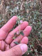 Image of Acmispon americanus var. americanus