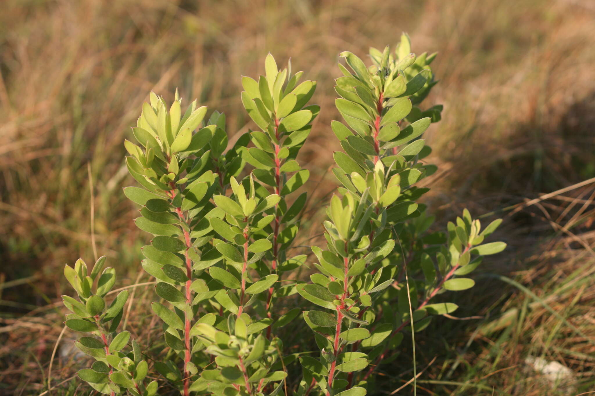 Image of Leucadendron spissifolium subsp. natalense (Thode & Gilg) I. Williams