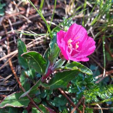 Image of Oenothera deserticola (Loes.) Munz