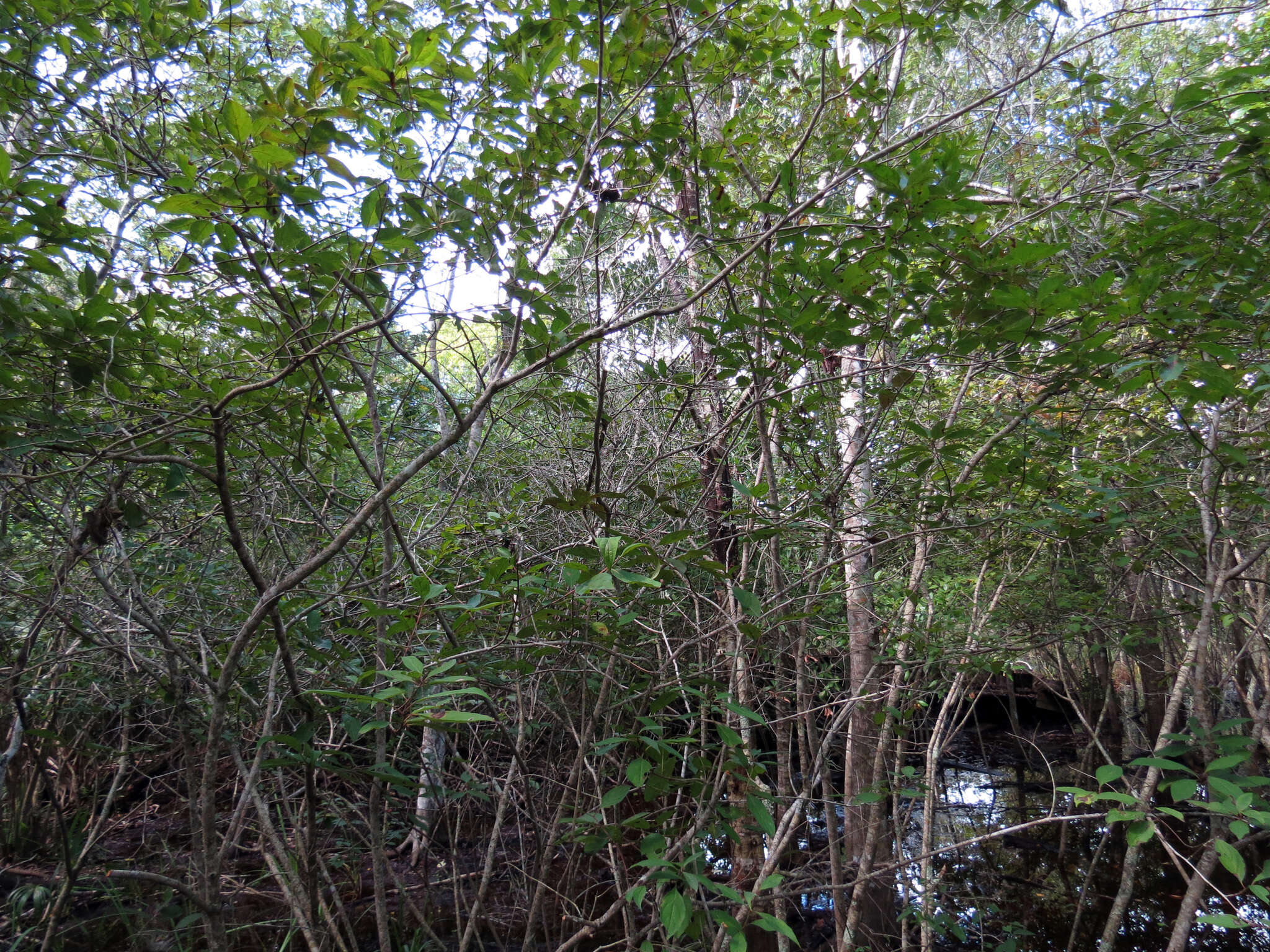 Image de Cornus foemina Mill.