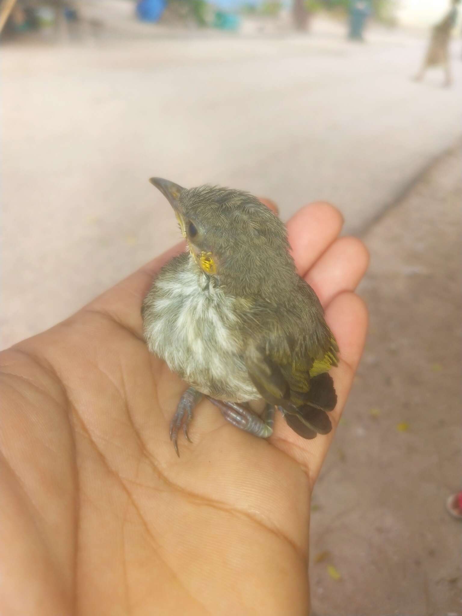 Image of Streak-breasted Honeyeater