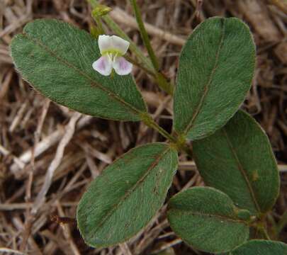 Image of Teramnus labialis subsp. labialis