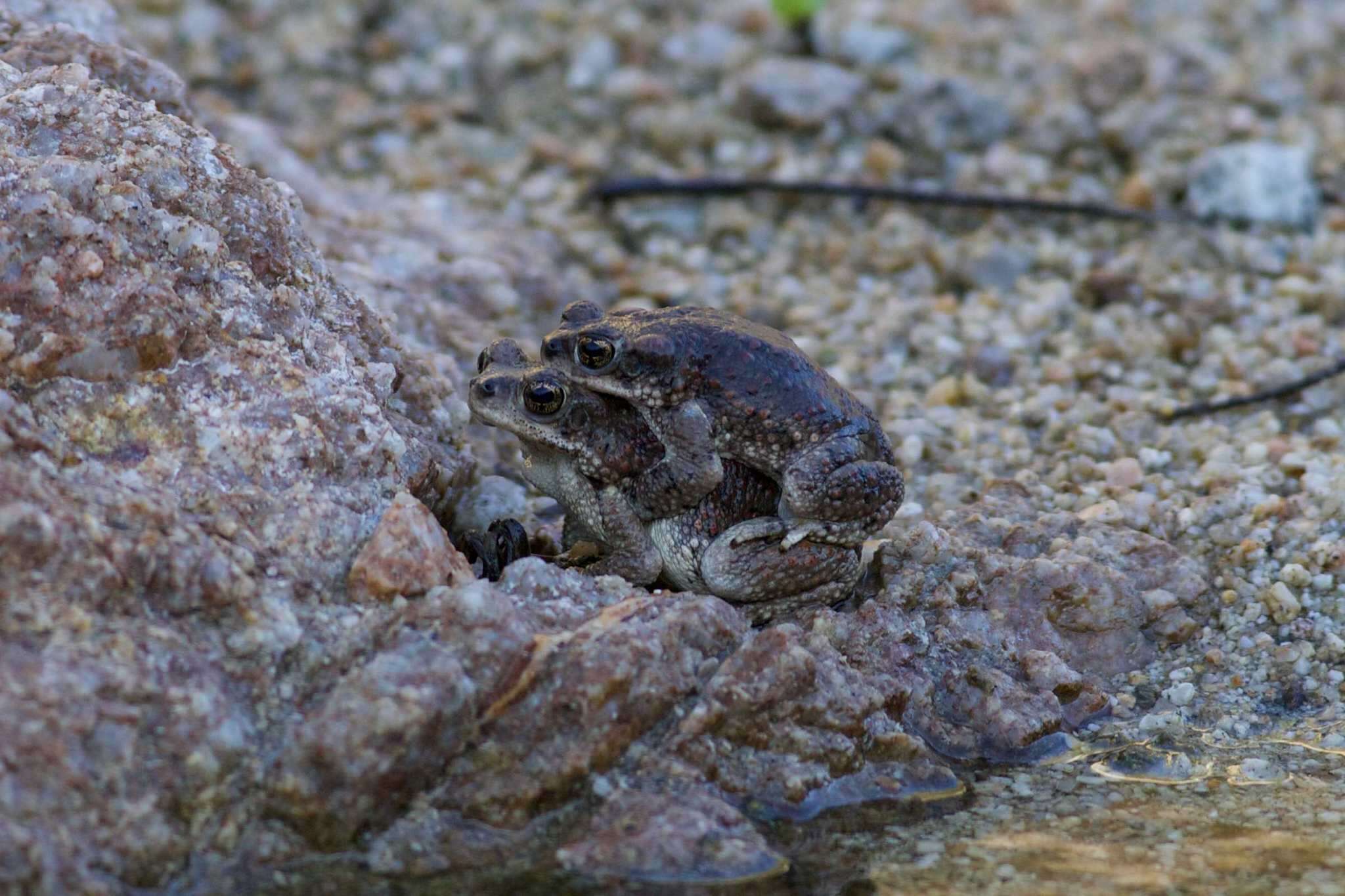 Plancia ëd Anaxyrus punctatus (Baird & Girard 1852)