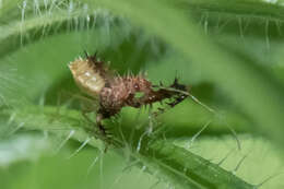 Image of Spined Assassin Bug