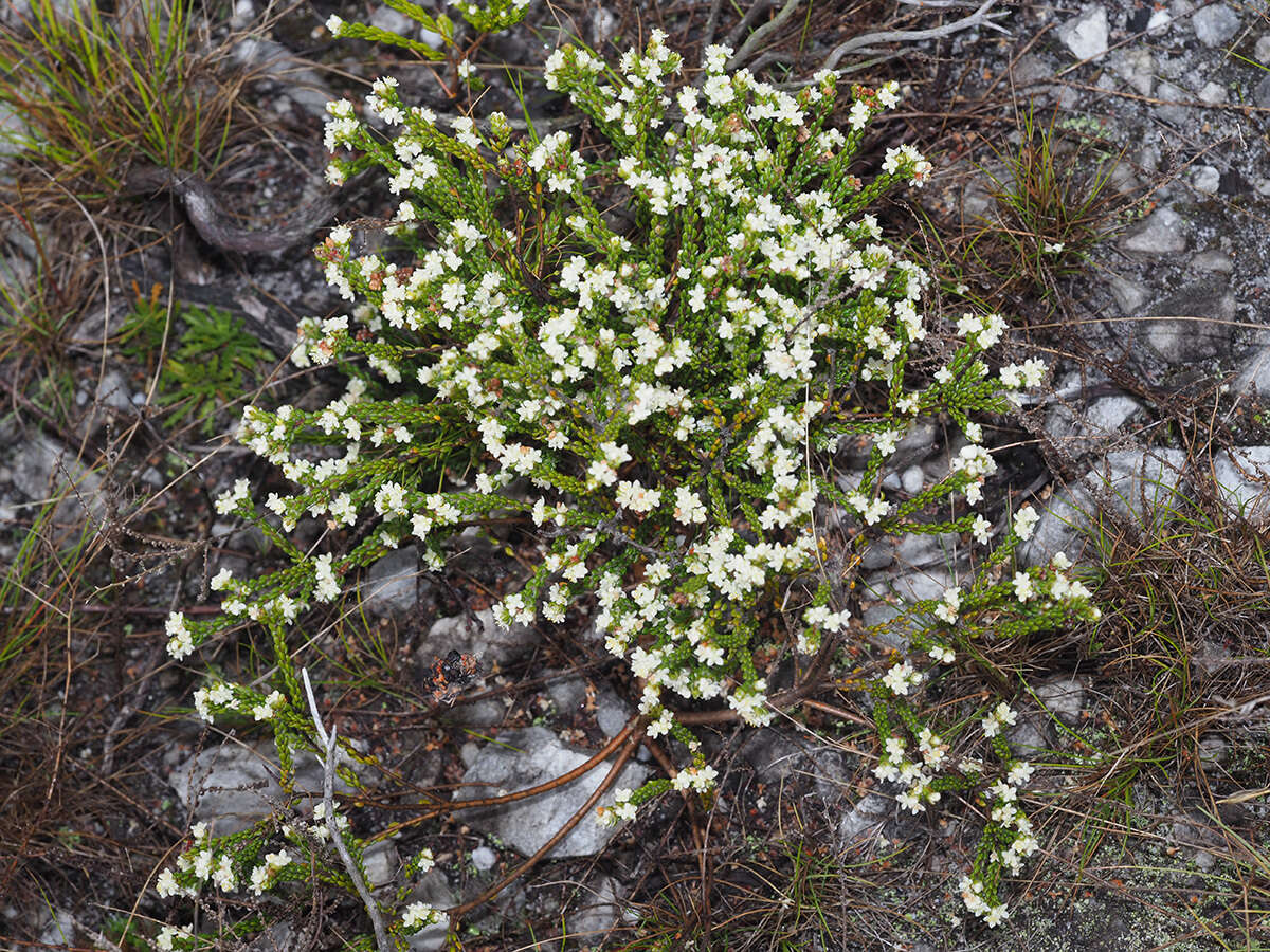 Image of Lachnaea ericoides Meissn.