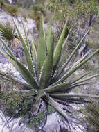 Image of Agave kerchovei Lem.