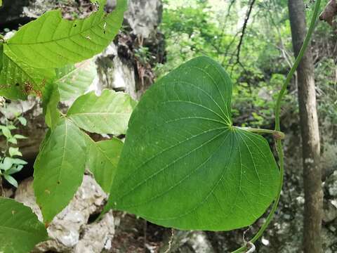 Sivun Dioscorea convolvulacea Cham. & Schltdl. kuva