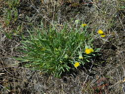 Erigeron bloomeri A. Gray resmi