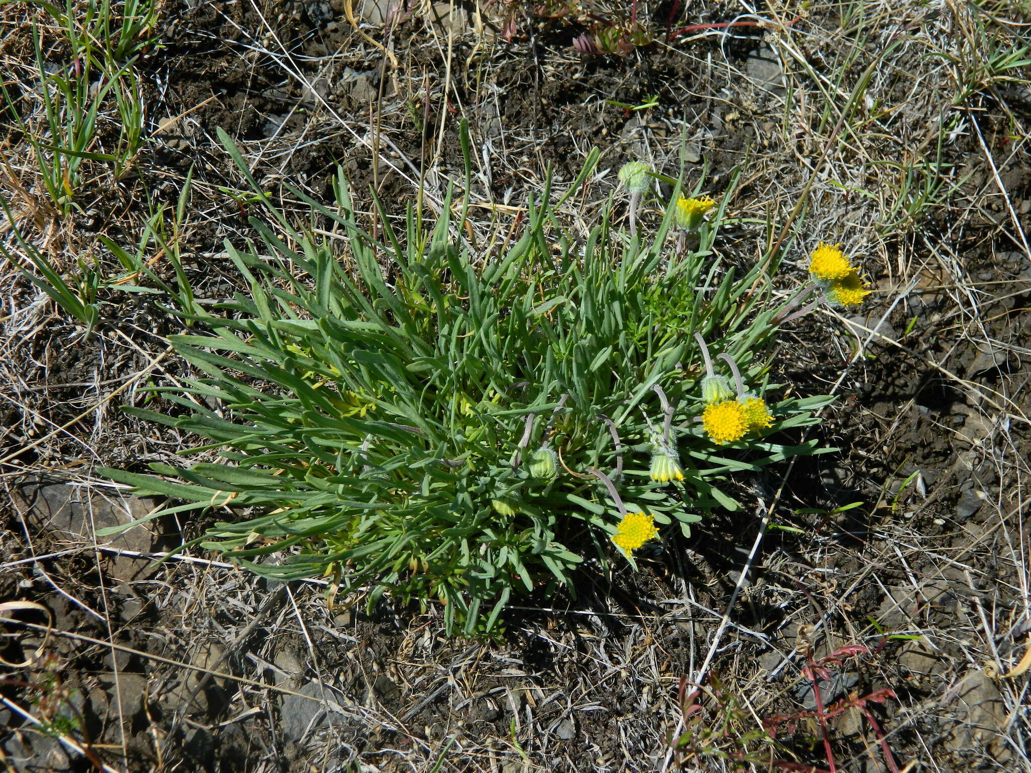 Erigeron bloomeri A. Gray resmi