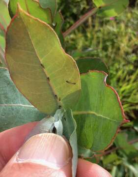 Image of Blue gum psyllid