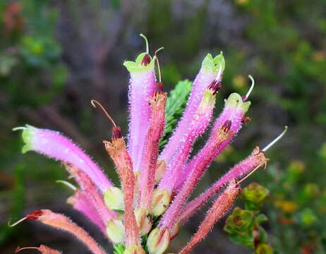 Image of Erica densifolia Willd.