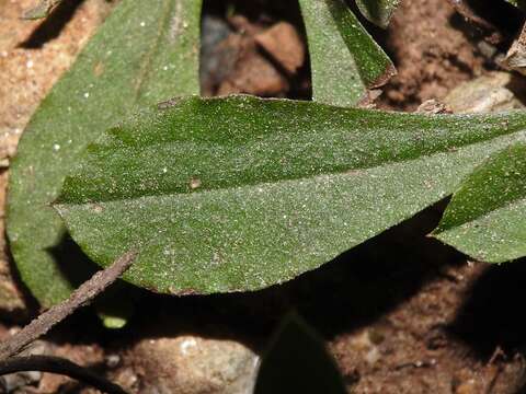 Image de Antennaria howellii subsp. canadensis (Greene) R. J. Bayer