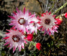 Image of Pink Sewejaartjie