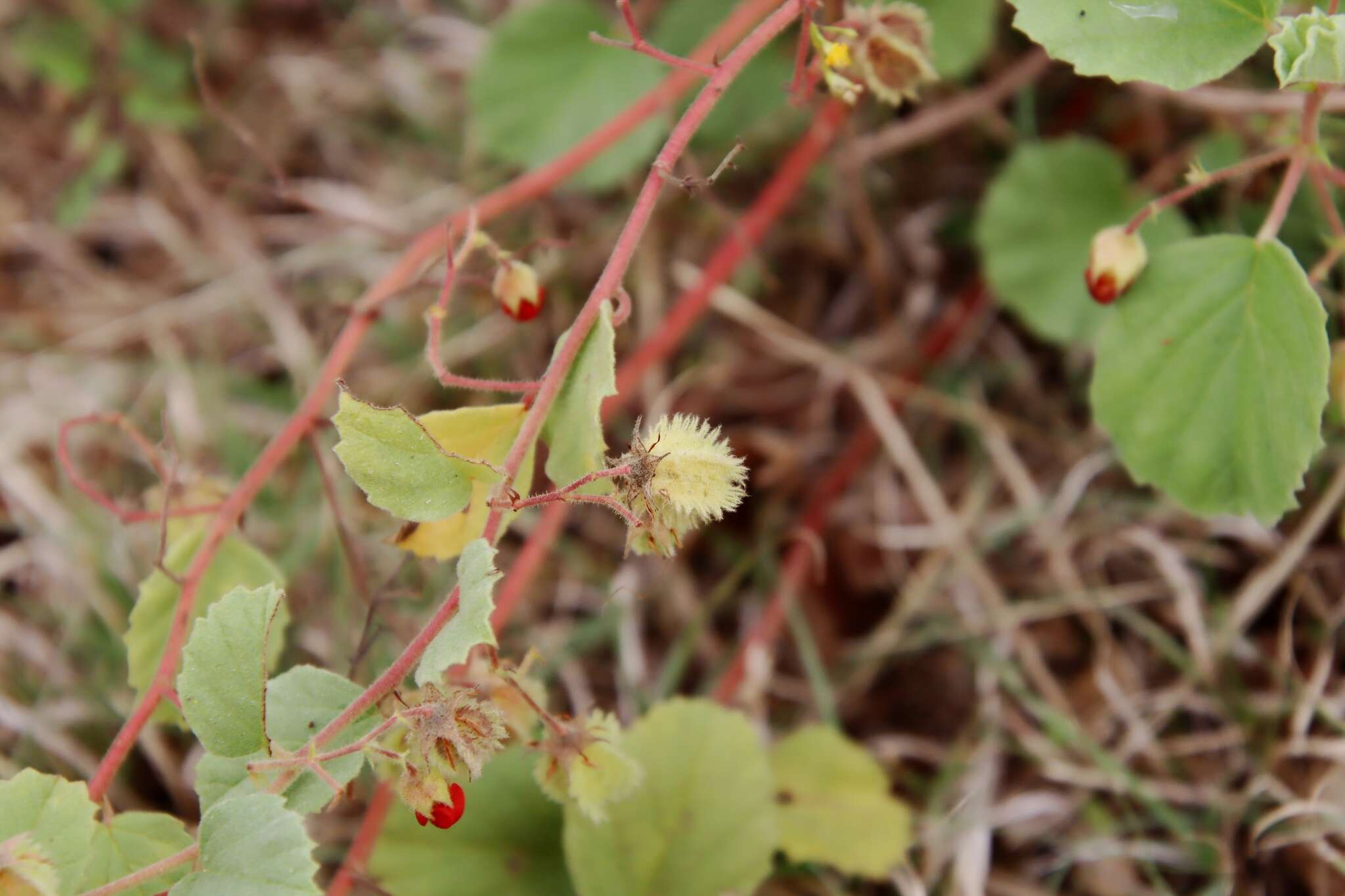 Image of Texas burstwort