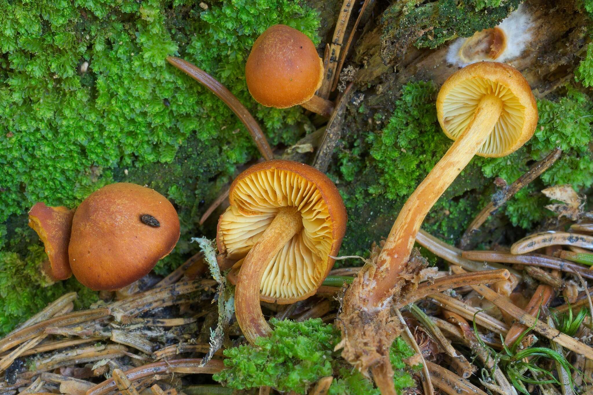 Imagem de Gymnopilus bellulus (Peck) Murrill 1917