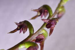 Image of Tiny midge-orchid