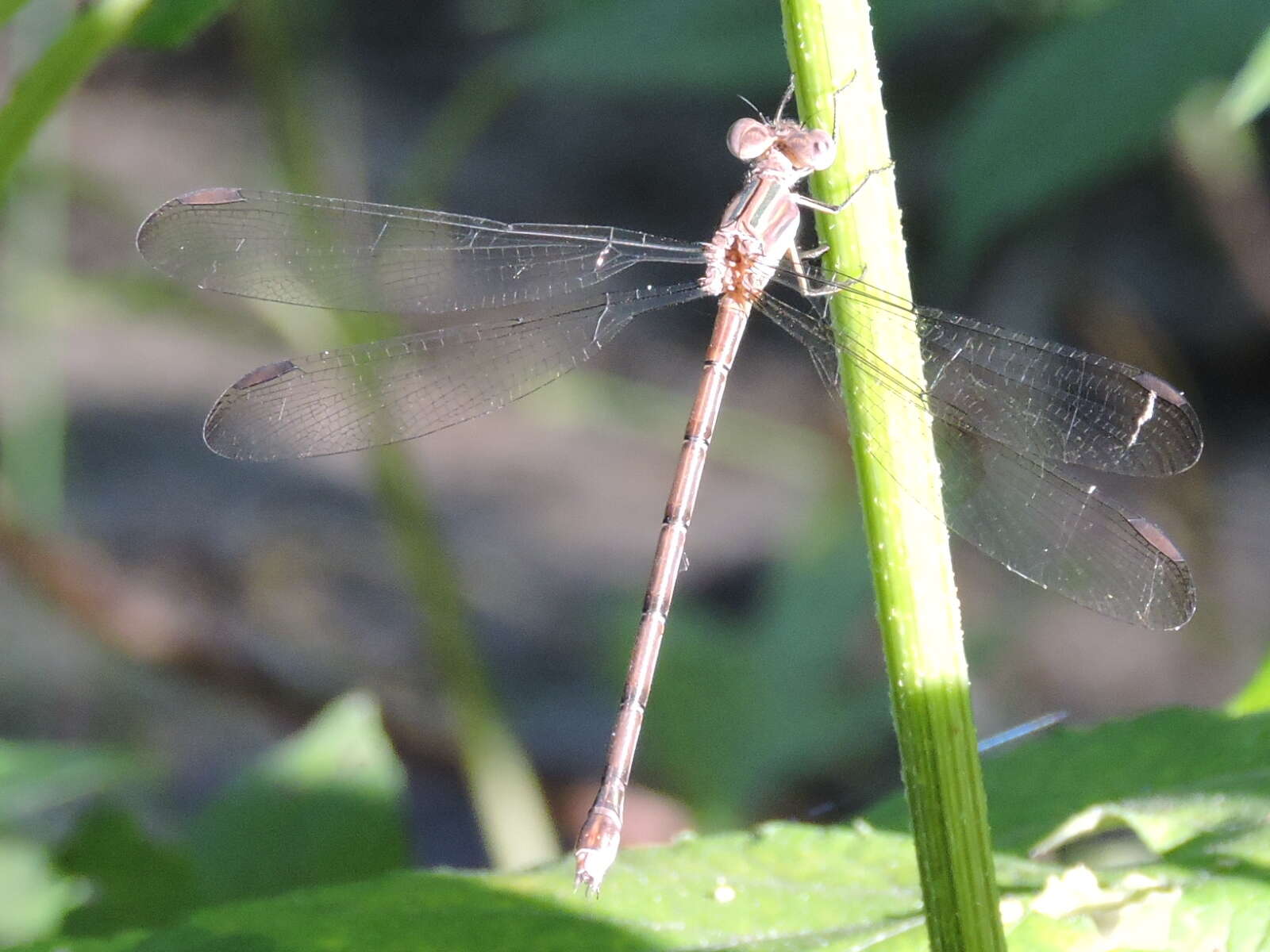 Image of Great Spreadwing