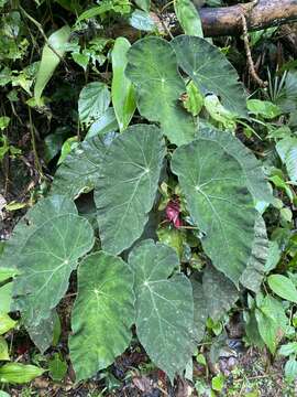 Image of Begonia pilgeriana Irmsch.