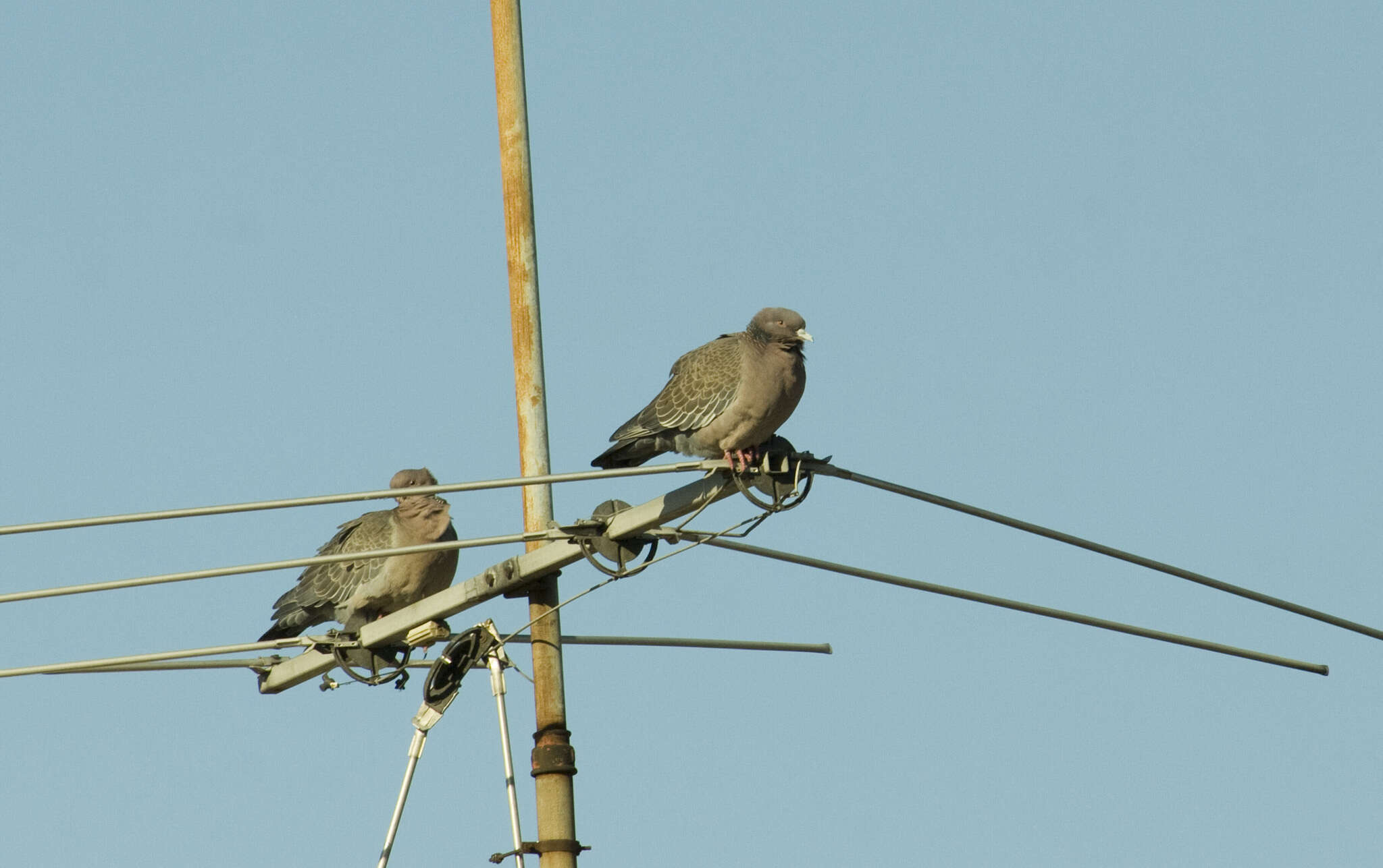 Image of Picazuro Pigeon