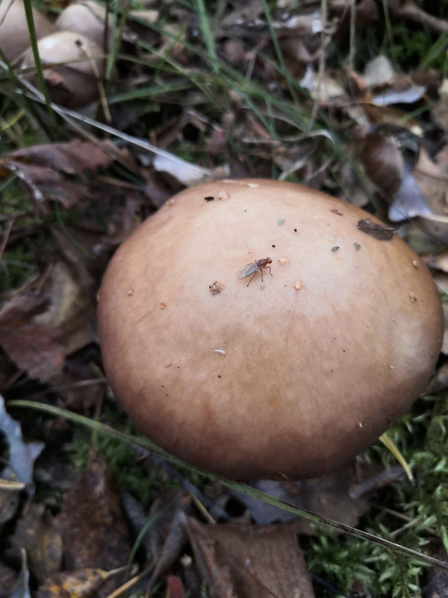 Imagem de Stropharia hornemannii (Fr.) S. Lundell & Nannf. 1934