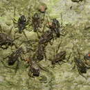 Image of Aphid