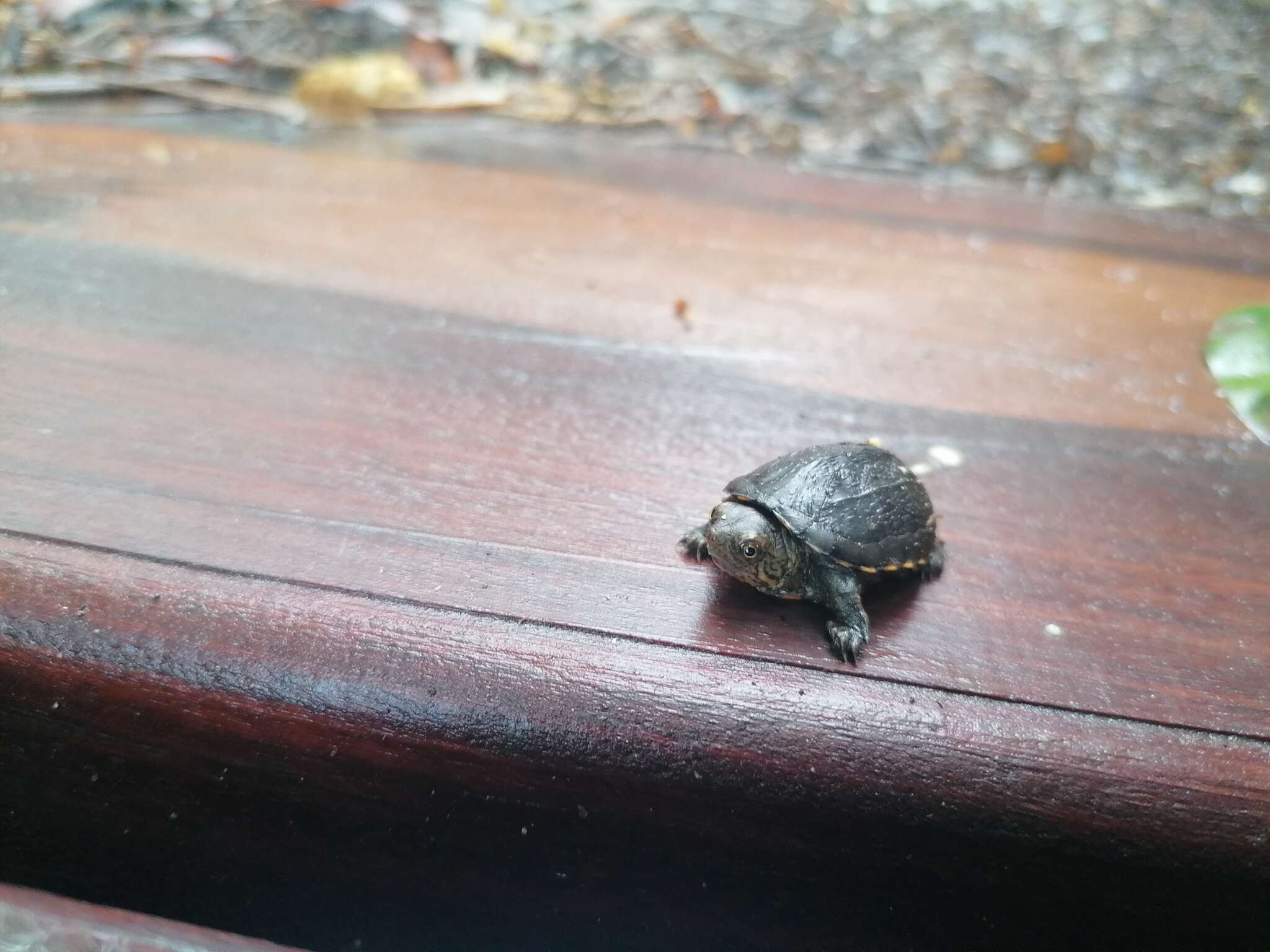 Image of Oaxaca Mud Turtle