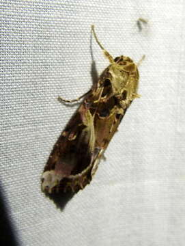 Image of Androgea armyworm moth