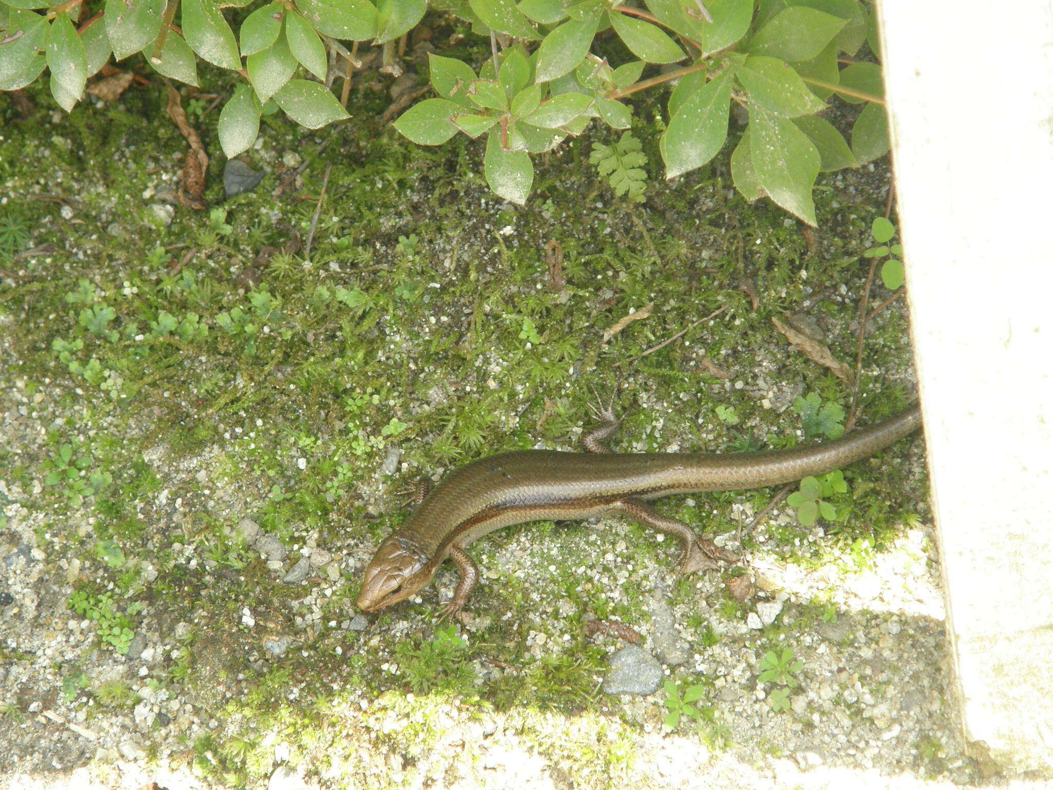 Image of Plestiodon finitimus Okamoto & Hikida 2012