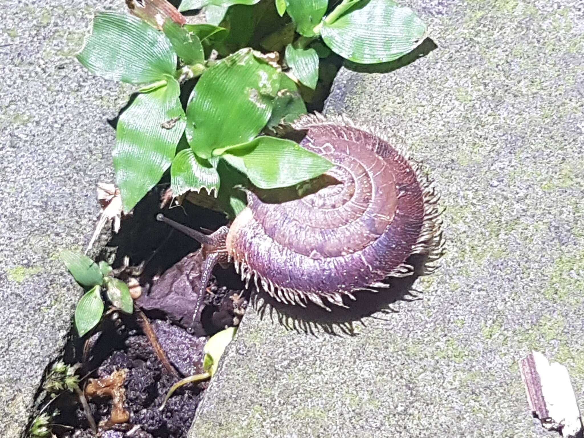 Plancia ëd Plectotropis mackensii