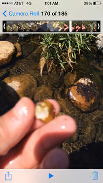 Image of Golden Freshwater Clam