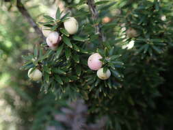 Image of Leptecophylla robusta (Hook. fil.) C. M. Weiller