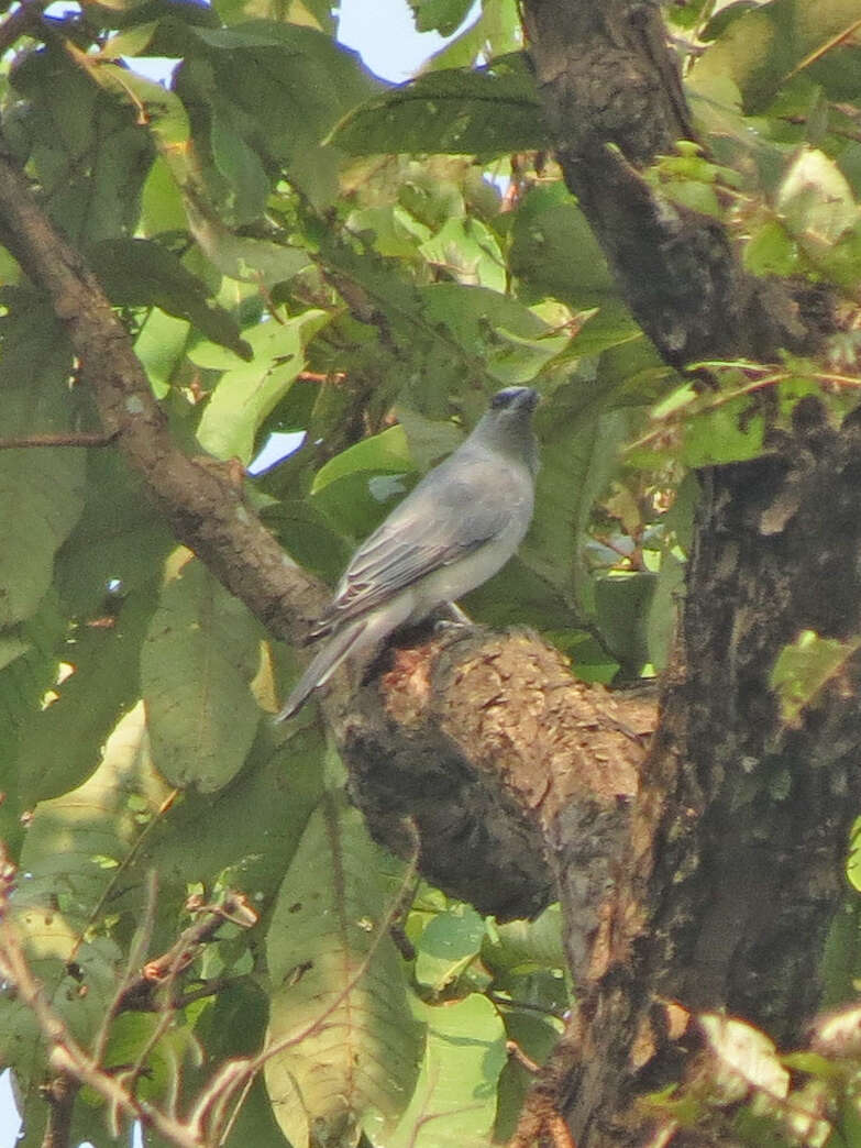 Image of Large Cuckoo-shrike