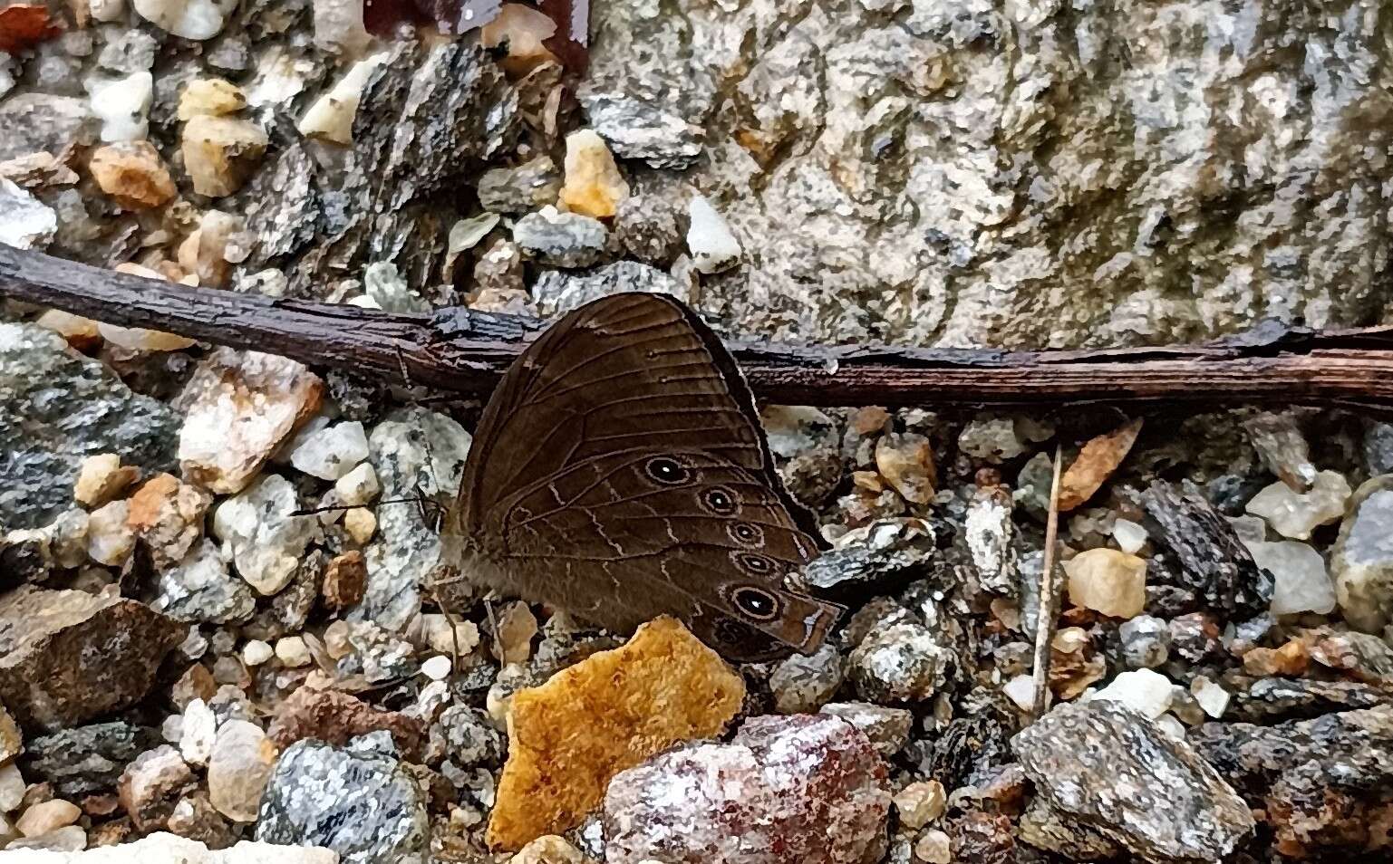 西峒黛眼蝶的圖片