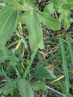 Image of threenerve fleabane