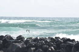 Image of Brown Booby