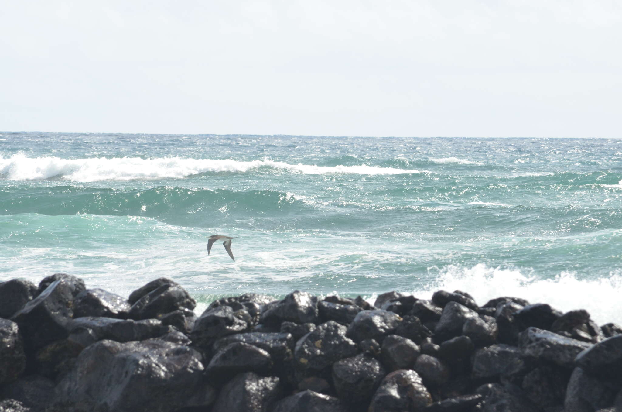 Image of Brown Booby