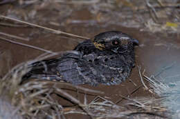 Image of Buff-collared Nightjar