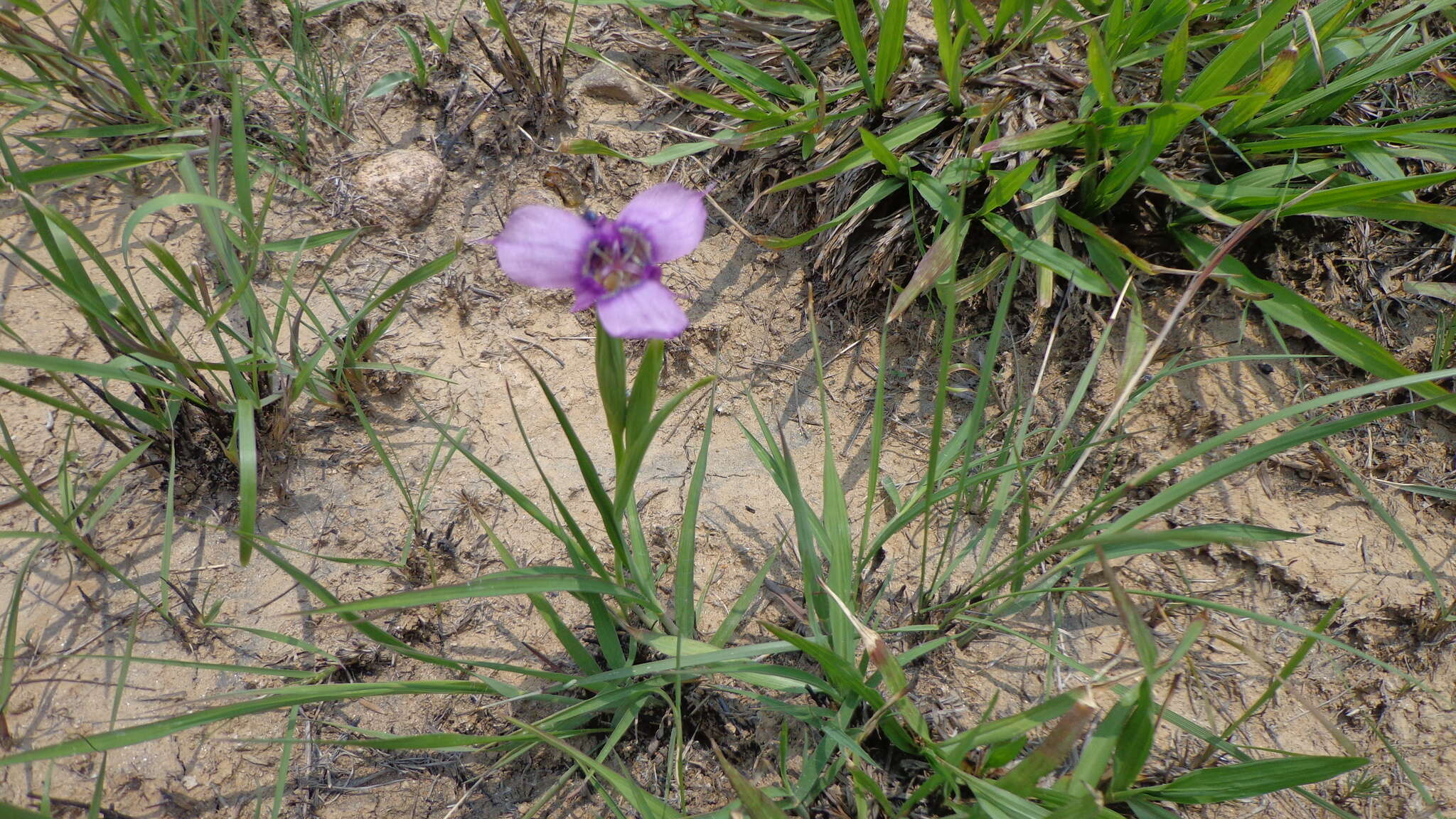 Image of Tigridia augusta Drapiez