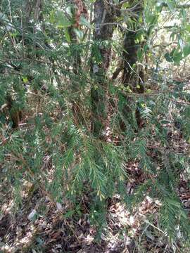 Image of Taxus contorta Griff.