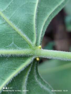 Image of Endospermum diadenum (Miq.) Airy Shaw