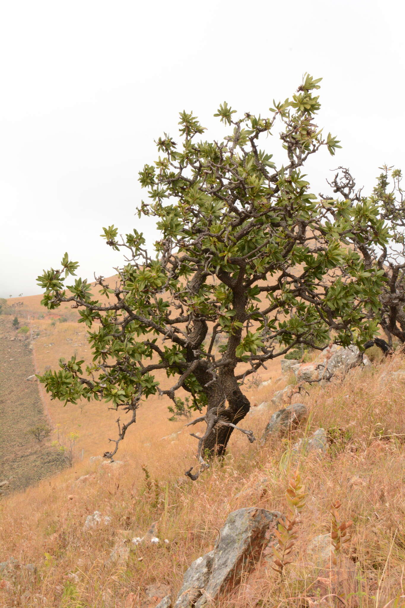 Plancia ëd Protea comptonii Beard